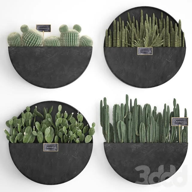 Vertical gardening. 55 Cactus , Prickly Pear, Cereus, Black Metal Shelf, Loft, Barrel cactus, Flower Shelf, Prickly pear